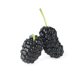 Two fresh ripe black mulberries on white background