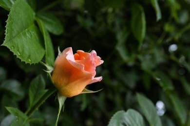 Beautiful pink rose flower in garden, closeup. Space for text