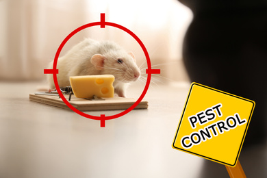 Gun target on rat near mousetrap with cheese indoors and warning sign Pest Control