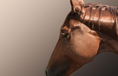 Image of Chestnut pet horse on grey background, closeup