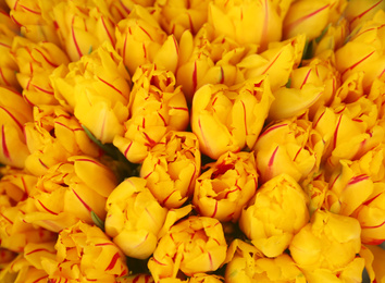 Fresh bright tulip flowers as background, top view. Floral decor