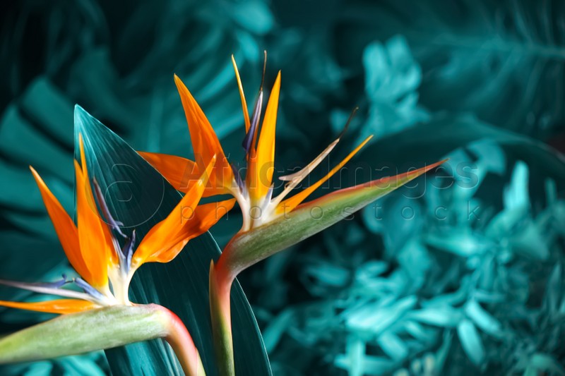 Image of Bird of Paradise tropical flowers on blurred background, closeup