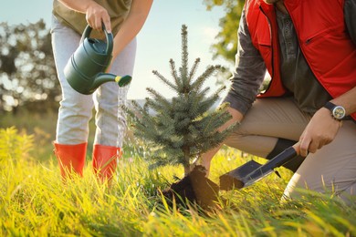 Photo of Couple planting conifer tree in meadow on sunny day, closeup