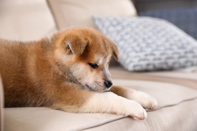 Adorable Akita Inu puppy on beige sofa