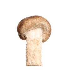 Fresh wild shiitake mushroom isolated on white