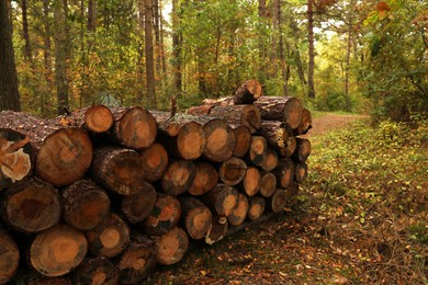 Pile of different cut firewood in forest