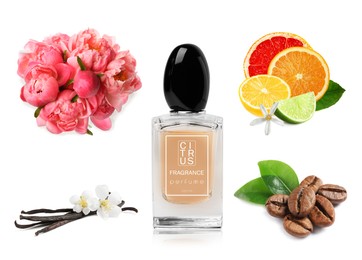 Bottle of perfume, flowers and spices on white background, collage
