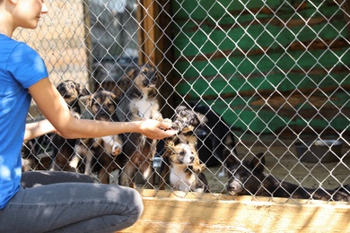 Woman near cage with homeless dogs in animal shelter, space for text. Concept of volunteering