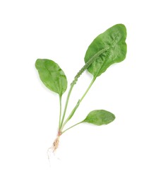 Green broadleaf plantain plant isolated on white, top view