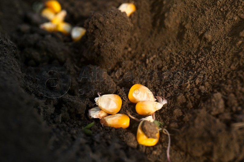 Photo of Corn seeds in fertile soil, closeup. Vegetables growing