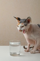 Beautiful Sphynx cat on white table against beige background