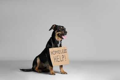 Cute dog with sign Homeless Help! on white background. Lost pet