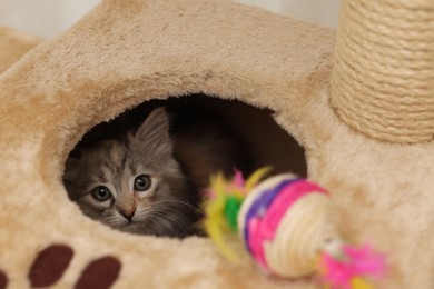 Cute fluffy kitten exploring cat tree at home