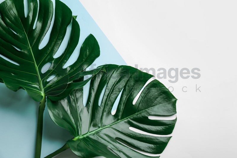 Beautiful monstera leaves on color background, flat lay with space for text. Tropical plant