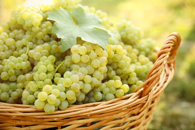 Wicker basket with fresh ripe grapes in vineyard on sunny day, closeup