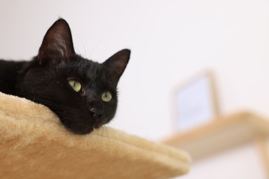 Photo of Adorable black cat with beautiful eyes on perch of activity tree at home. Space for text