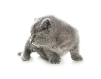 Cute British Shorthair kitten on white background. Baby animal