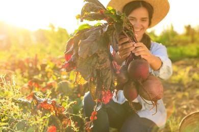Photo of Woman harvesting fresh ripe beets at farm, focus on hands