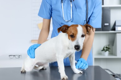 Veterinarian applying bandage onto dog's paw at table in clinic, closeup