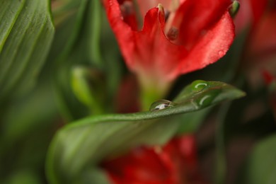 Photo of Beautiful leaf and flower with water drops on blurred background, closeup