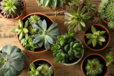 Many different echeverias on wooden table, flat lay. Beautiful succulent plants