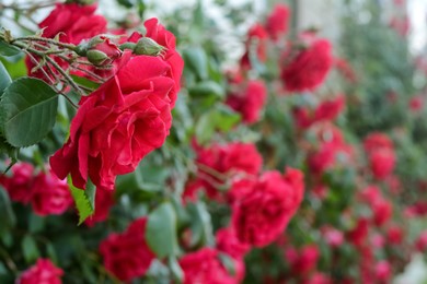Photo of Closeup view of beautiful blooming rose bush outdoors. Space for text