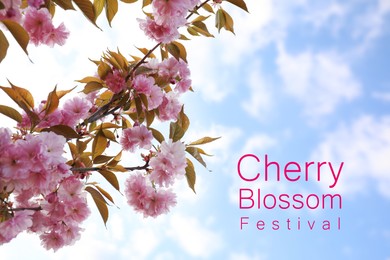 Cherry Blossom Festival. Beautiful blossoming pink sakura tree outdoors