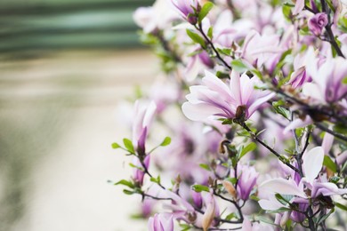 Photo of Magnolia tree with beautiful pink flowers outdoors, closeup. Space for text