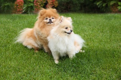 Cute Pomeranians on green grass outdoors. Dog walking