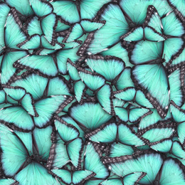 Image of Many bright butterflies as background. Beautiful insect