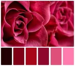 Beautiful fresh roses and color palette. Collage