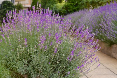 Photo of Beautiful blooming lavender plants in garden on summer day