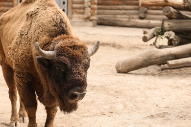 Photo of American bison in zoo enclosure, space for text