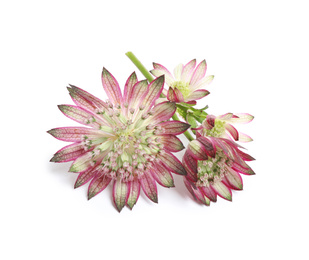 Beautiful fresh pink astrantia flowers isolated on white