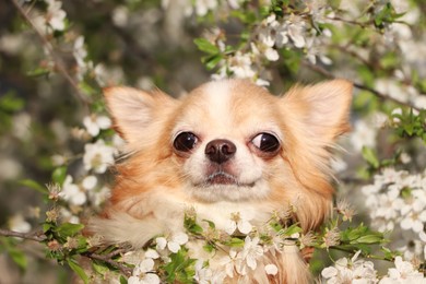 Cute fluffy Chihuahua dog near blossoming bush outdoors