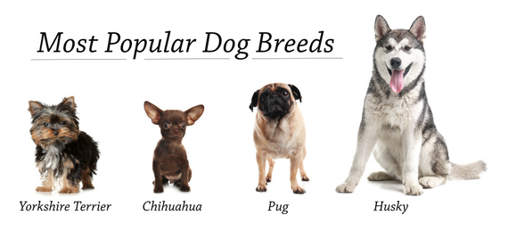 Set of different adorable dogs on white background. Most popular breeds. Banner design 