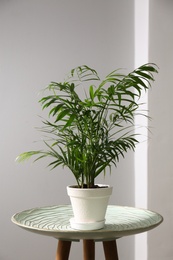 Photo of Beautiful Ravenea rivularis plant in pot on table indoors. House decor