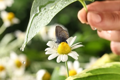 Woman covering butterfly with leaf on rainy day, closeup