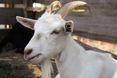 Cute domestic goat on farm, closeup. Animal husbandry