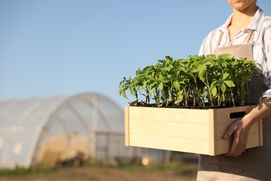 Photo of Woman holding wooden crate with tomato seedlings near greenhouse outdoors, closeup