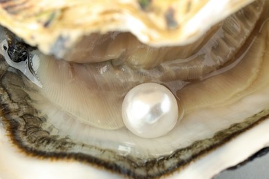 Open oyster with white pearl, closeup view
