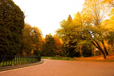 Photo of Beautiful yellowed trees and paved pathway in park