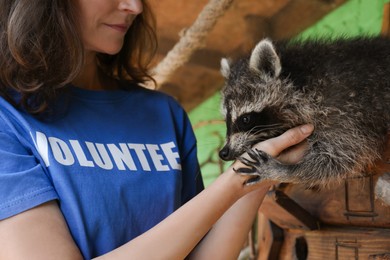 Photo of Volunteer with cute raccoon in animal shelter, closeup