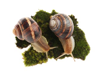 Common garden snails crawling on green moss against white background, top view