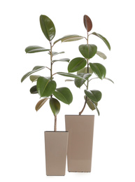 Pots with Ficus elastica plants isolated on white. Home decor