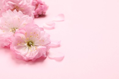 Beautiful sakura tree blossoms on pink background, closeup. Space for text