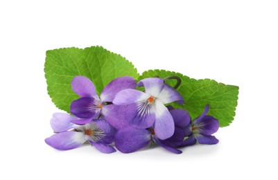 Beautiful wood violets with green leaves on white background. Spring flowers