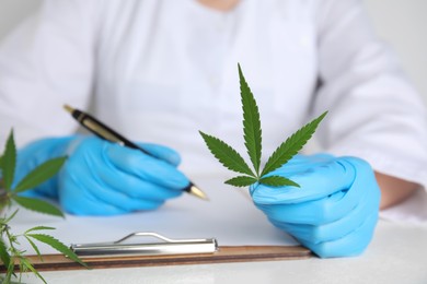 Doctor holding fresh hemp leaf and writing at white table, closeup. Medical cannabis