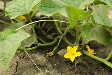 Blooming cucumber plants growing in soil at garden