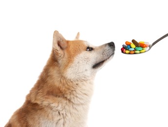 Image of Cute Akita Inu dog and spoon full of different pills on white background. Vitamins for animal 